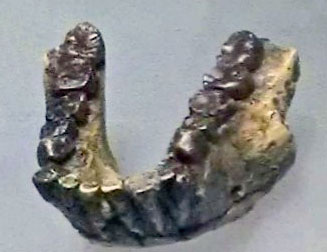 A. Anamensis mandible