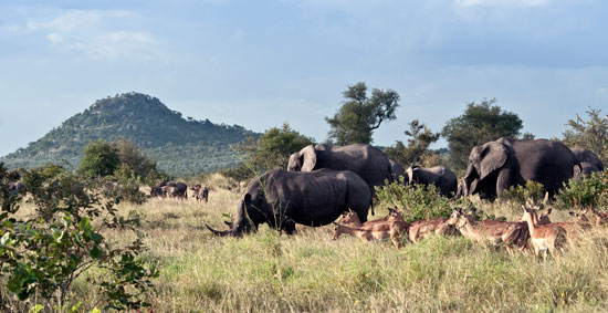 Kruger National Park, South Africa