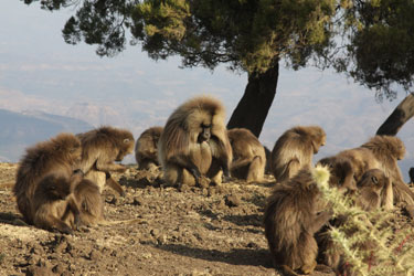 Theropithecus gelada in the Simien Mountains, Ethiopia