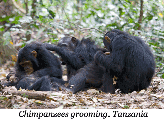 Chimpanzees grooming