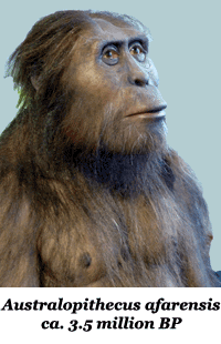 Australopithecus afarensis