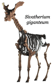 Sivatherium giganteum