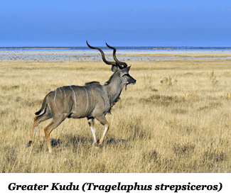 Greater Kudu