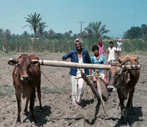 Ploughman.Maskhuta in the Egyptian Delta