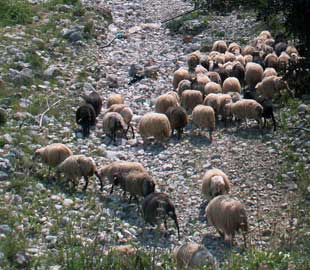 Flock of sheep in a dry river bed in Crete