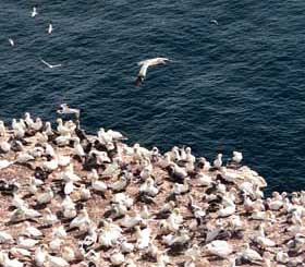 Gannet Colony on Bonaventure Island, Quebec