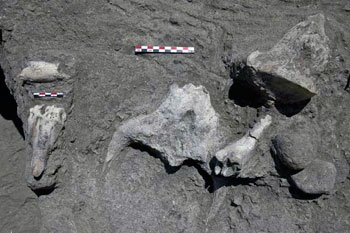 Fossil Animal Bones and Stone Tools