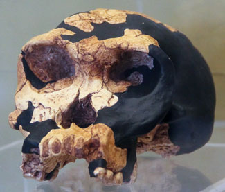 Olduvai Hominid 24