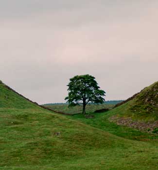 Sycamore Tree