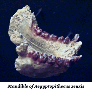 Mandible of Aegyptopithecus zeuxis