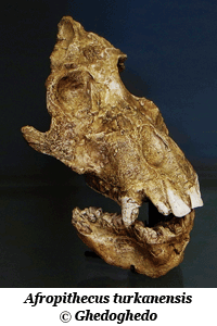 Afropithecus turkanensis