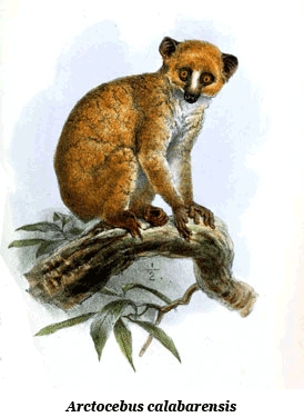 Arctocebus calabarensis, a member of the Lorisidae family