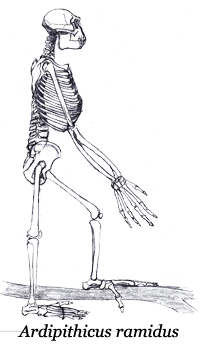 Ardipithecus