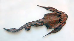 Bothriolepis canadensis