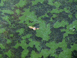 Cyanobacteria