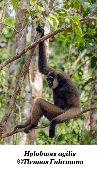 Hylobates agilis