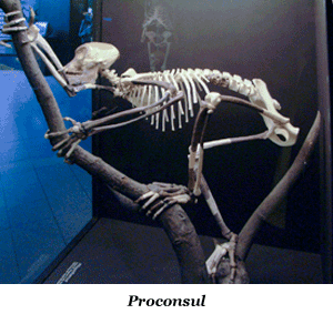 Proconsul