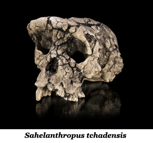 Sahelanthropus tchadensis
