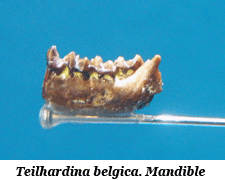Teilhardina belgica