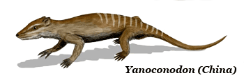 Yanoconodon 