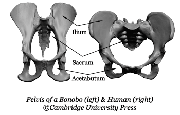 Human Pelvis