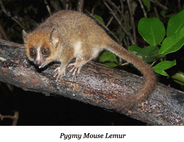 Pygmy Mouse Lemur