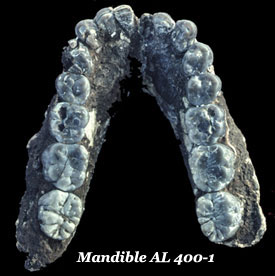 Mandible AL 400-1