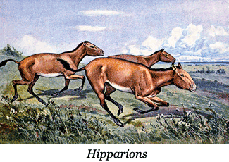 Hipparion