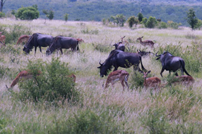 Kruger National Park