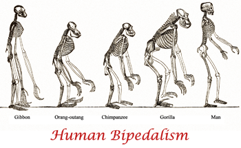 Bipedalism Link