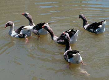 Geese near the Temple of Amenhotep III in Western Thebes